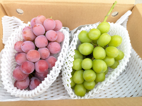 🍇【山梨県笛吹市産】シャインマスカット/クイーンニーナ 計約1.2kg🍇 食べ比べセット～爽やかな甘み vs 濃厚なコク、贅沢な食べ比べ～贈答　ギフト　家庭用にも