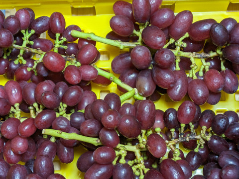 【すぐ発送】訳ありクイーンセブン 1kg※信州の環境にやさしい農産物50（長野県認証）