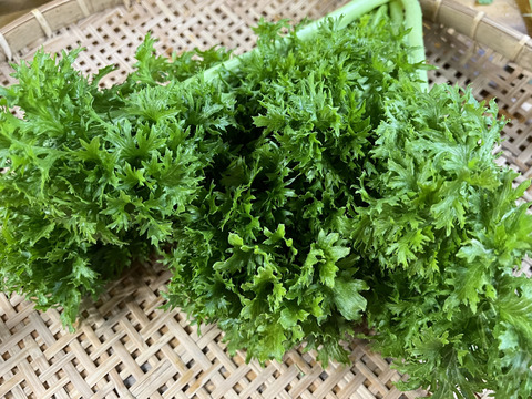 【福袋】朝どれ新鮮！ふくぶくろ野菜大入りセット