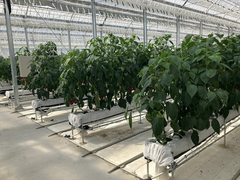 【1キロ】💛めちゃくちゃ甘い　ジューシー肉厚　黄色パプリカ💛