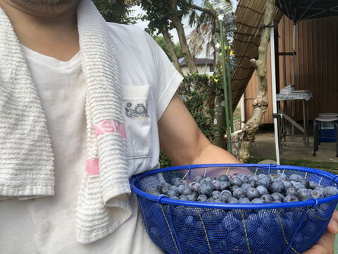 農薬・肥料不使用】雑味のない、きれいな味｜生食用のブルーベリーを