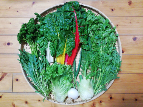 農薬 化学肥料不使用 クールで対応 野菜セット 必ずスイスチャード入り ６ ８種類の野菜 ６０サイズ箱 愛媛県産 食べチョク 農家 漁師の産直ネット通販 旬の食材を生産者直送