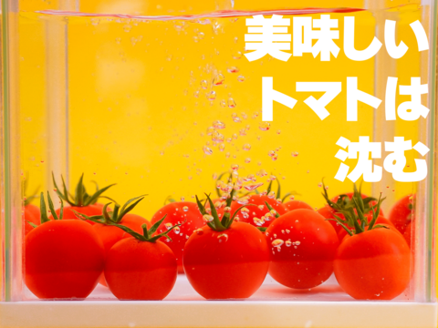 毎日食べたい！濃厚な甘さ際立つフルーツトマト『ポモロッサ6パック入』