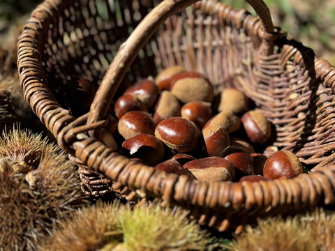 熊本産 ごろごろ大きい和栗🌰2キロ 自然栽培 朝採り直送◎：熊本県産の