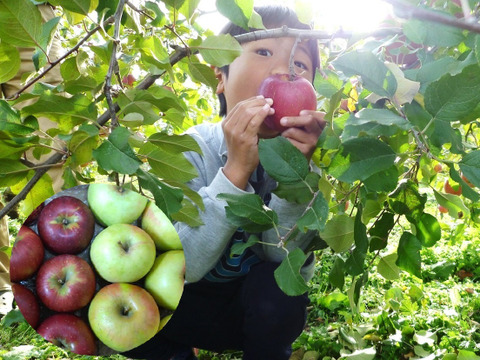 【甘い系りんご2種の食べ比べ】ぐんま名月＆シナノスイート　3キロ箱（3.2キロほど入ります）【JA基準より60％減の低農薬栽培】