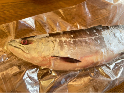 期間限定 真空パック販売 サクラマス ルイベ 冷凍 宗八 一夜干し 2枚セット 北海道産の魚 食べチョク 産地直送 産直 お取り寄せ通販 農家 漁師から旬の食材を直送