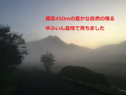 2024年産「ゆふいんのめぐみ」コシヒカリ白米10kg 2024年産「ゆふいんのめぐみ」コシヒカリ白米10kg