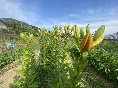 【5本、40㎝】大人可愛いユリ（つぼみ）