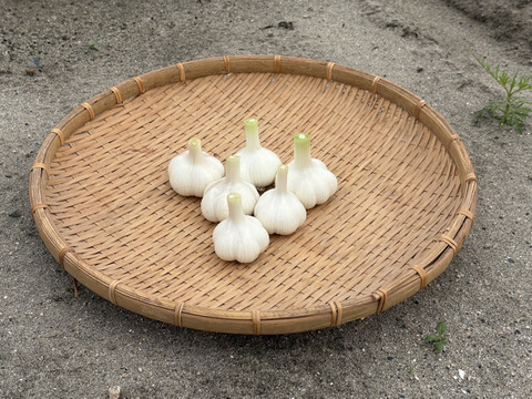 採れたて新鮮！鳥取大山の麓　にんにく100g！　女性のパワーで大地を彩る