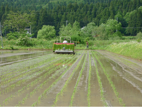 【R6年産】栽培期間中「農薬・化学肥料不使用」南魚沼産新之助　桑原農産のお米（精米）５ｋｇ