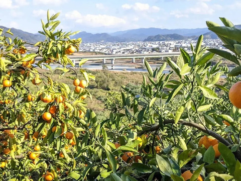 【冬ギフト】農家直送！有田みかん2kg≪無選別（秀品・訳あり品・サイズ混合）≫【平武農園】～蛍飛ぶ町から旬の便り～　和歌山｜有田｜田口｜ギフト｜こだわり　産地直送　お取り寄せ