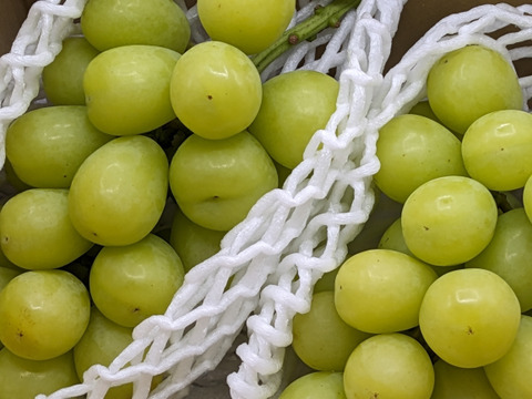 お試し：簡易包装シャインマスカット 約700g（2房）※信州の環境にやさしい農産物50％節減（長野県認証）2023