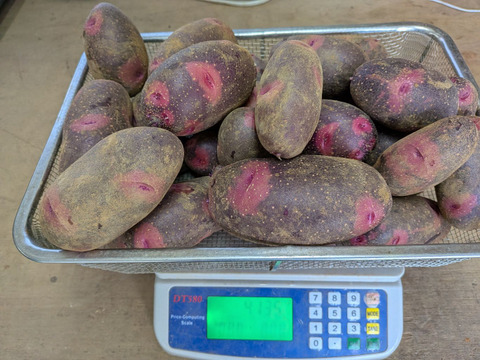 【デストロイヤー】新じゃがいも箱込約4kg美味しいと大評判