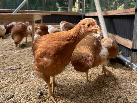 【熱々ご飯と相性抜群⭐️】平飼い卵２０個🥚棚田の里の元気卵『楓のきらめき』⭐️100％国産の飼料原材料を厳選！