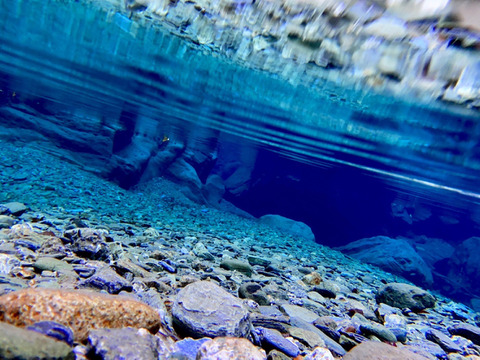 【受注収穫】奥四万十越冬白菜６ｋｇ（４玉入り） 農薬不使用 自然栽培 四万十産