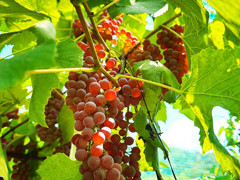 【ドライフルーツ】凝縮された甘さ！軸付き干しぶどう（デラウェア、約100g）