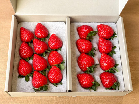 完熟あまりん！数量限定！順次発送！！