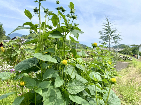 【5本（1本に約３つの花）まるで菊のようなヒマワリ（ロドンゴールド）