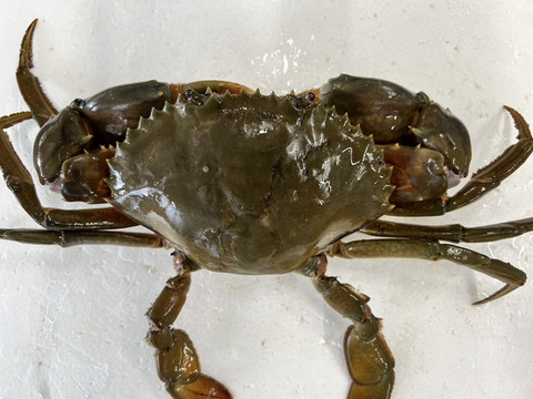 【１個だけ限定商品】30％値引きしました。🦀ノコギリガザミ　ドウマンガニ のこぎりがざみ 急速冷凍品 約1440g オス2杯 冷凍蟹 冷凍カニ かに 宮城県松島湾産　0924-2