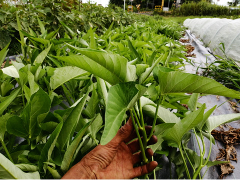 シャキシャキ食感、採りたて空芯菜！！（80サイズ箱いっぱい）