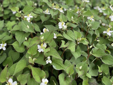 三大薬草！やっぱりどくだみ50gドライ