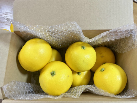 国産グレープフルーツ（ホワイト）　【農薬　防カビ剤　ワックス未使用】
箱込み約1.8キロ　（5個～7個）　酸っぱいです。