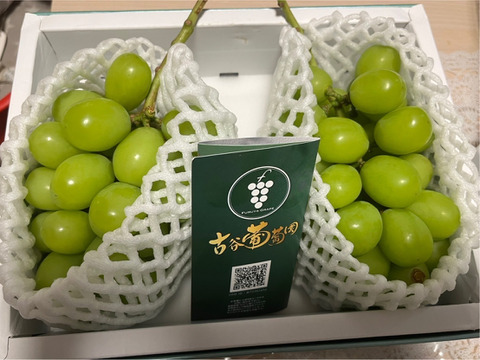 🍇所さんお届けモノです！出演🍇樹熟シャインマスカット『フルーツ王国山梨の大自然×半世紀培った匠の技』が織りなす逸品お試し特価約1kg朝どれ高級葡萄【家庭用・ギフト用】🍇8月下旬予約🍇