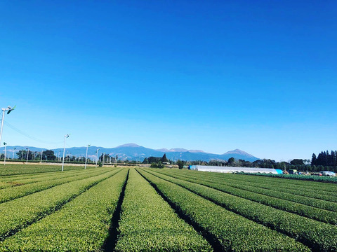 【3本セット！】有機JAS認証霧島紅茶ティーパック（3ｇ×12ｐ=3袋ネコポス便）