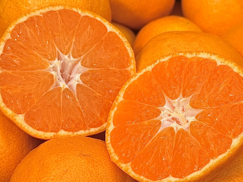 【むいたら最後、止まらない】甘味×酸味が絶妙！ 福みかん《ご家庭用 5kg》｜サイズ混合｜愛媛・西宇和産