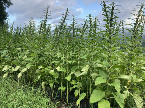 ★ラスト1個！(≧▽≦)！★
【黒ごま】（生・洗いごま・未焙煎）100g　農薬不使用・化学肥料不使用　令和5年　岐阜県産【クリックポスト・送料差額割引中】