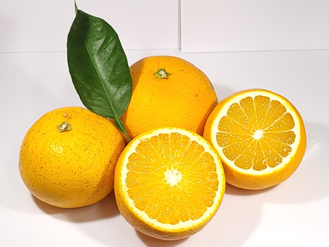 【木なり八朔 ご家庭用 4kg 】こだわりの樹上完熟