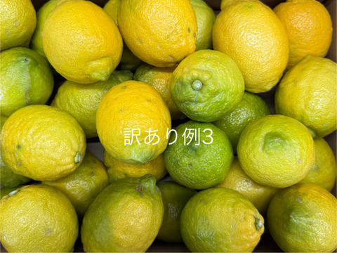 【天皇杯受賞農家】訳あり 高知県大月町産・農家直送 こじゃんとレモン 10kg（化学肥料/防腐剤/ワックス不使用）