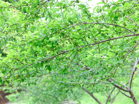 【手摘み】南高青梅３ｋｇ ２Ｌサイズ以上 農薬不使用 自然栽培 四万十産