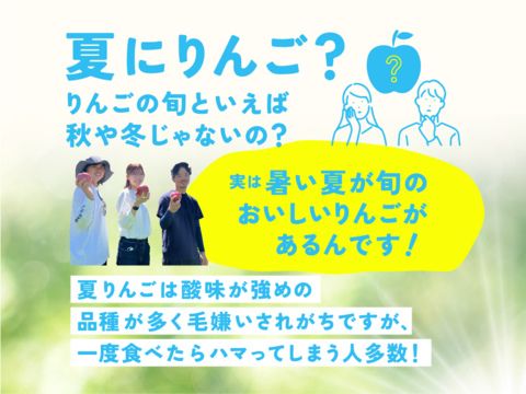 【人気爆発中！】シナノリップ3キロ箱 6玉〜15玉サイズ 商品ID41076 長野県 信州 安曇野 リンゴ 幻 幻のリンゴ 予約 希少 旬