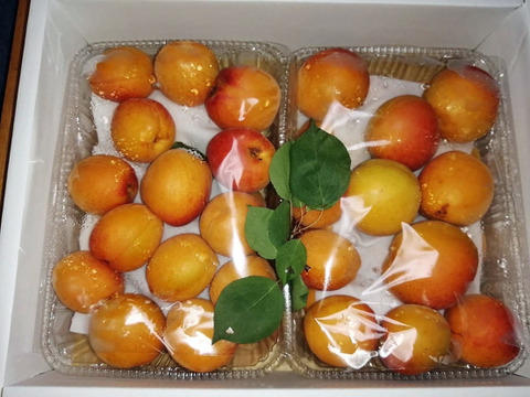 あんず、生でかぶりつき！　信州サワーという品種
甘みの強さと爽やかな酸味が心地よい生あんず（2.5㎏）箱入りでお届け。