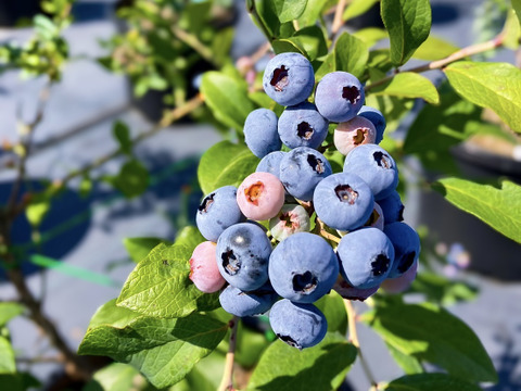 【埼玉県産】新鮮！摘みたてブルーベリー！★開業記念特別価格★ ※生食用でも、加工用でもご利用いただけます。※発送直前に収穫します。※収穫対象の苗木は農薬不使用で栽培しています。
