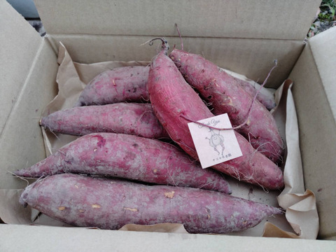 しっとり甘い”シルクスィート”1.5kg