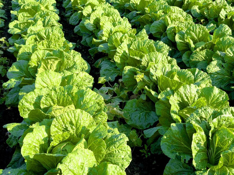 【受注収穫】奥四万十越冬白菜６ｋｇ（４玉入り） 農薬不使用 自然栽培 四万十産