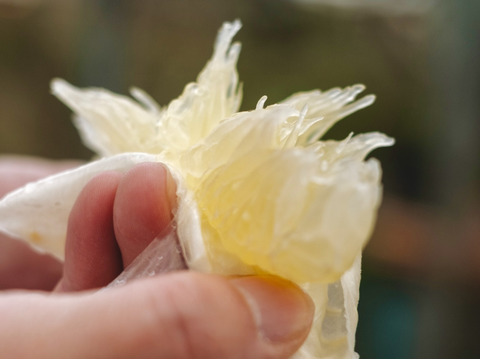 弾けるシャキッと食感【完熟】文旦 3kg【家庭用】
