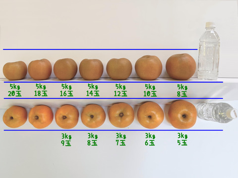 幻の梨🍃　千葉県産【かおり】5㎏　家庭用『6～10玉入』市川のなし