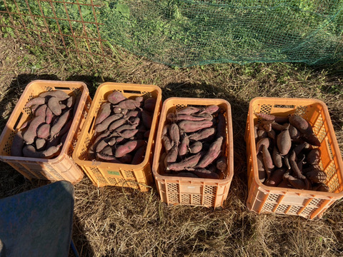 【訳アリ】【自然栽培】　さつまいも（シルクスイート）５kg　　農薬不使用・無肥料栽培　【岐阜県産】【収穫時期2025年10月上旬】 800円／1kg