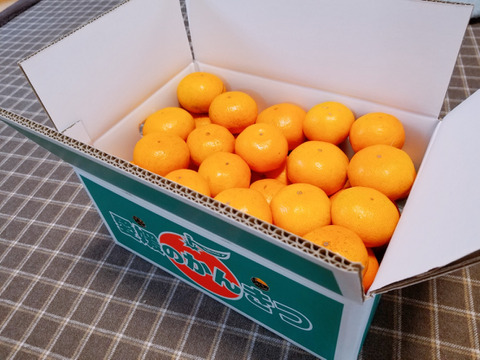 【訳あり】愛媛県産　島育ち　完熟早生みかん！！太陽と潮風の早生みかん5kg（箱込み）