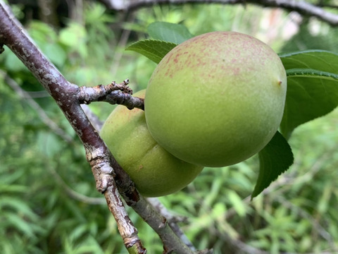 nara-ume-10kg.jpg