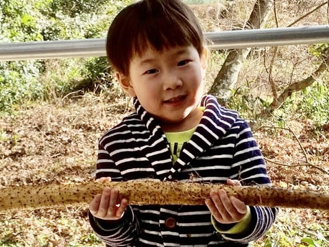 【再販】自然薯パウダー(100g)