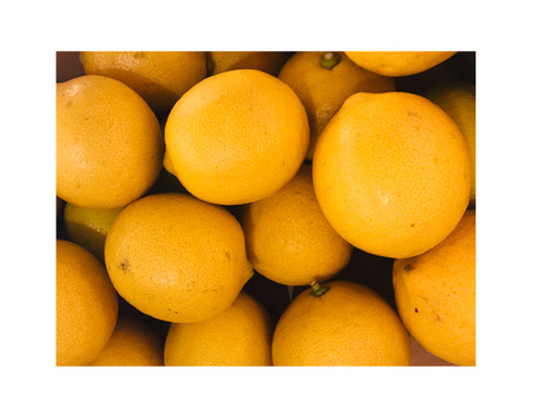 食べてみんさい！広島特別栽培レモン◆農薬不使用◆2.4kg