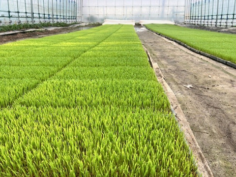 新米 令和7年産 【世界農業遺産】宮城県大崎市産 ひとめぼれ【精米
