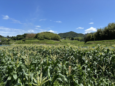 【淡路島から朝どりでお届け！】朝摘み真珠とうもろこし【淡路島の白い宝石】
