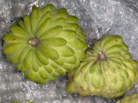 訳あり！？甘くて体に嬉しい！熊本県産アテモヤ（約１ｋｇ）