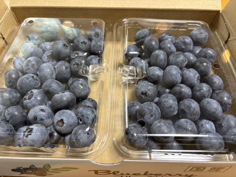 【冷蔵】パリッと爽やか「高滝湖ブルーベリー」（初物）（露地栽培）250g×2p（ハイブッシュ）