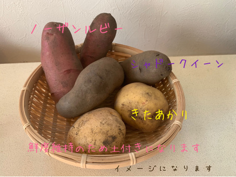 栗原明子さん専用　ミニパプリカ1kg＆訳ありミニじゃがいも３種1.8kg　(同梱セット)